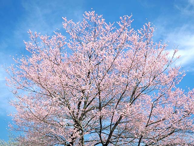 花024.JPG