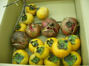 SANY0016.JPGのサムネール画像